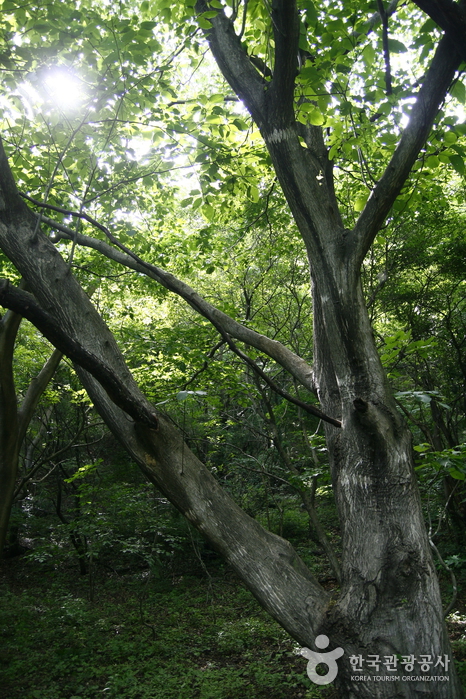 Un árbol que irradia energía valiente. - Gyeongju, Gyeongbuk, Corea (https://codecorea.github.io)