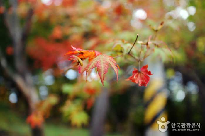 Zustand der schön gefärbten Herbstblätter - Pocheon, Südkorea (https://codecorea.github.io)