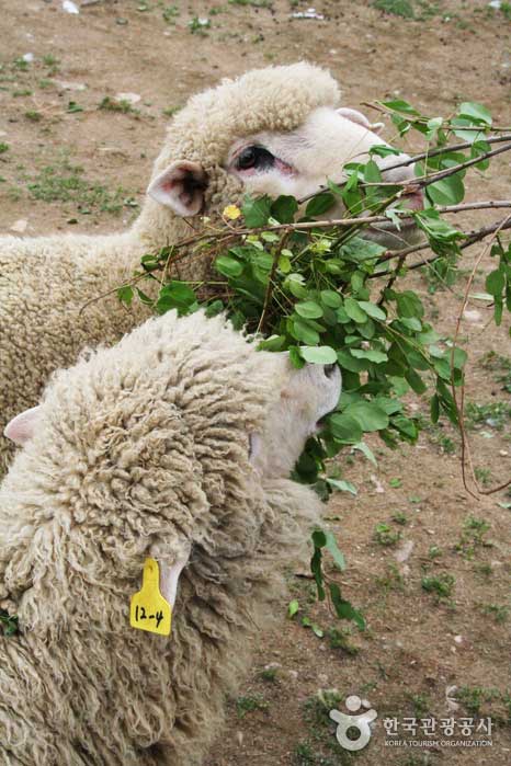 在大關嶺（Daegwallyeong），有很多可以與綿羊交朋友的地方。 - 韓國江原道平昌郡 (https://codecorea.github.io)