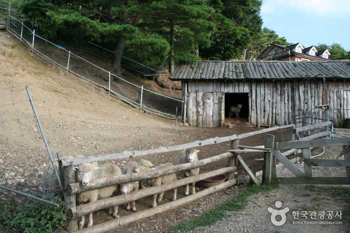 Puedes hacer amigos con las ovejas en Daegwallyeong(남성) - Pyeongchang-gun, Gangwon-do, Corea (https://codecorea.github.io)