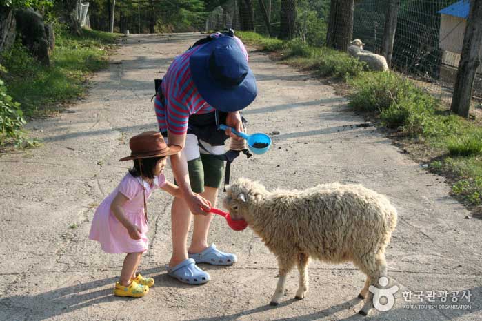 Das Schaffütterungserlebnis ist definitiv bei Kindern beliebt! - Pyeongchang-Pistole, Gangwon-do, Korea (https://codecorea.github.io)