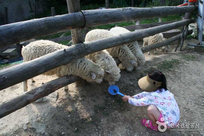 ¡La experiencia de alimentación de las ovejas es definitivamente popular entre los niños! - Pyeongchang-gun, Gangwon-do, Corea (https://codecorea.github.io)
