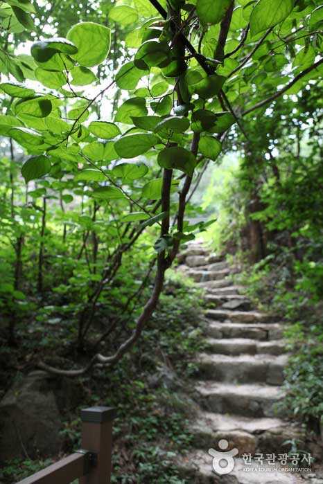Kleiner aber tiefer Wald des Suseongdong-Tals - Jongno-gu, Seoul, Korea (https://codecorea.github.io)