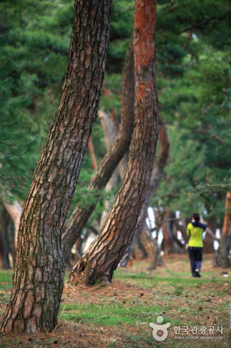 Bosque de pinos de Komanaru - Gongju-si, Chungcheongnam-do, Corea (https://codecorea.github.io)
