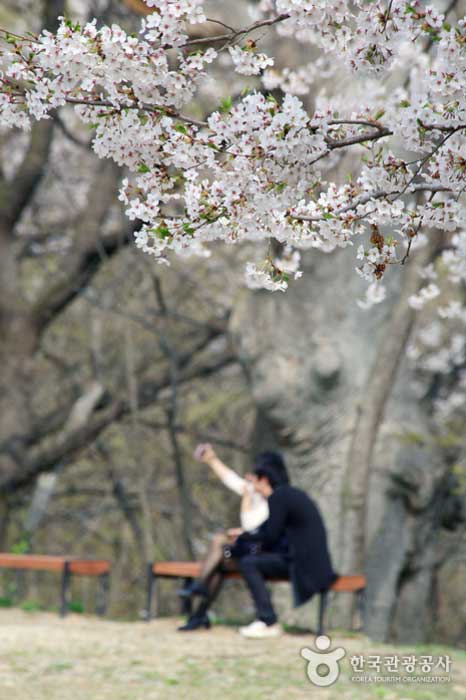 Amantes disfrutando de los cerezos en flor - Gongju-si, Chungcheongnam-do, Corea (https://codecorea.github.io)