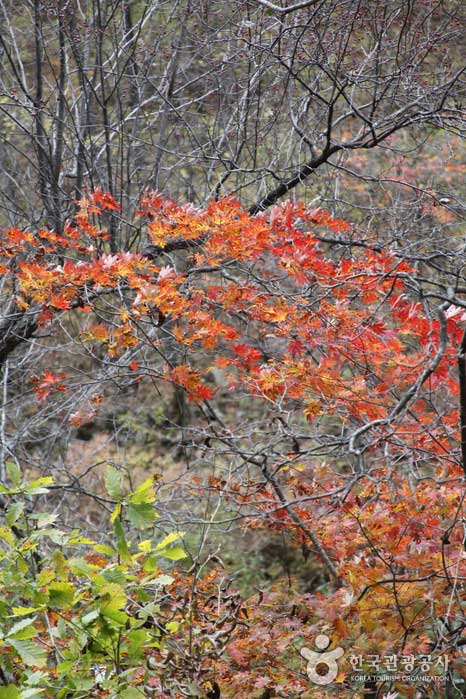 Gesto de otoño de Saldun - Hongcheon-gun, Gangwon-do, Corea (https://codecorea.github.io)