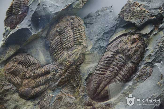 Trilobitenfossil im paläozoischen Naturkundemuseum von Taebaek - Taebaek-si, Gangwon-do, Korea (https://codecorea.github.io)