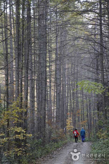 Forêt de chênes verts sur le chemin de Geomryongso - Taebaek-si, Gangwon-do, Corée (https://codecorea.github.io)