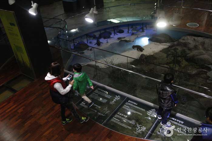 Sala de exposiciones del museo de historia natural paleozoico de Taebaek - Taebaek-si, Gangwon-do, Corea (https://codecorea.github.io)
