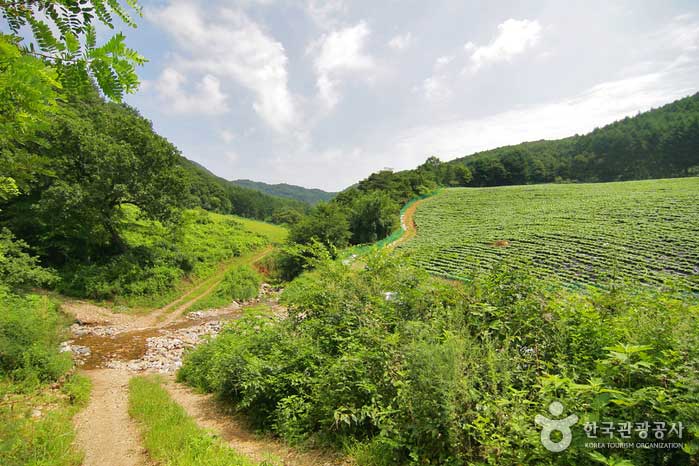 Campo de col china al final del camino de tierra - Chuncheon, Gangwon, Corea (https://codecorea.github.io)