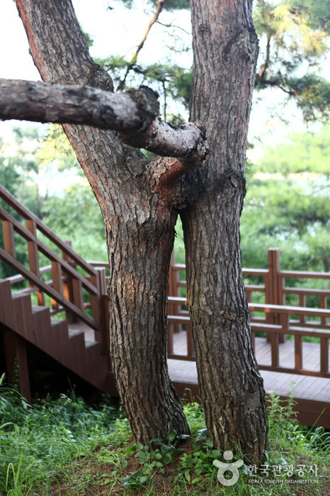 Es gibt viele interessante Bäume, einschließlich einjähriger Bäume. - Jecheon-si, Chungbuk, Korea (https://codecorea.github.io)