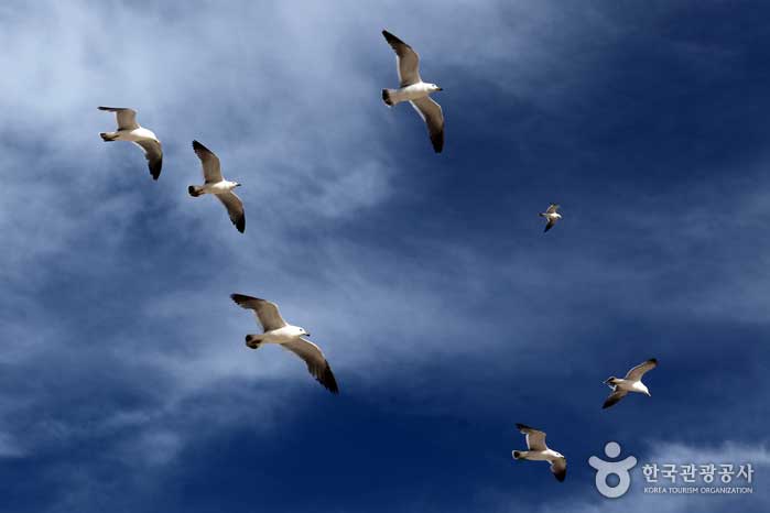 Flock of seagulls flying leisurely - Jung-gu, Incheon, Korea (https://codecorea.github.io)