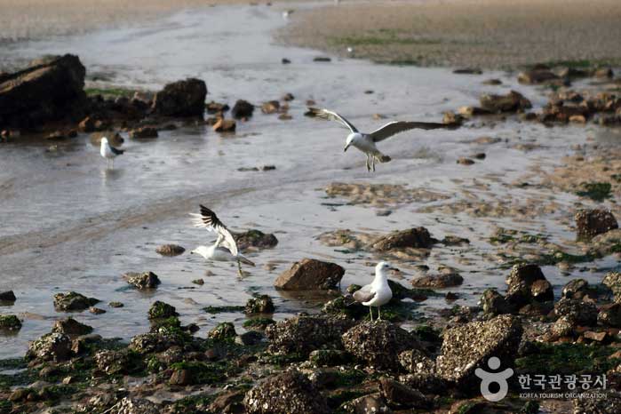 Las bandadas de gaviotas agregan un ambiente marino a la playa o desde el cielo - Jung-gu, Incheon, Corea (https://codecorea.github.io)