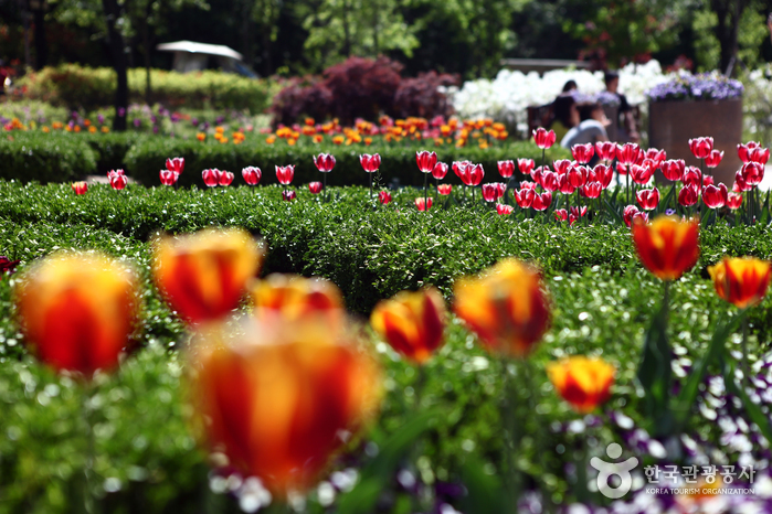 Пусть цветы цветут в цветочном саду - Chuncheon, Канвондо, Корея (https://codecorea.github.io)