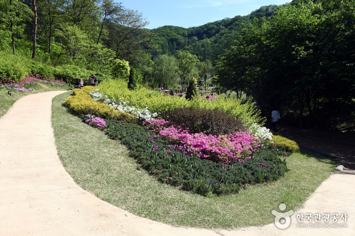Gorge d'eau fleurie au milieu de la voie des arbres - Chuncheon, Gangwon, Corée (https://codecorea.github.io)