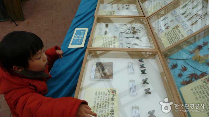 A space exhibiting specimens of butterflies - Seongdong-gu, Seoul, Korea (https://codecorea.github.io)