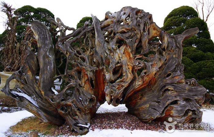 About 2,000 years old cypress roots in Taiwan - Korea Sejong (https://codecorea.github.io)