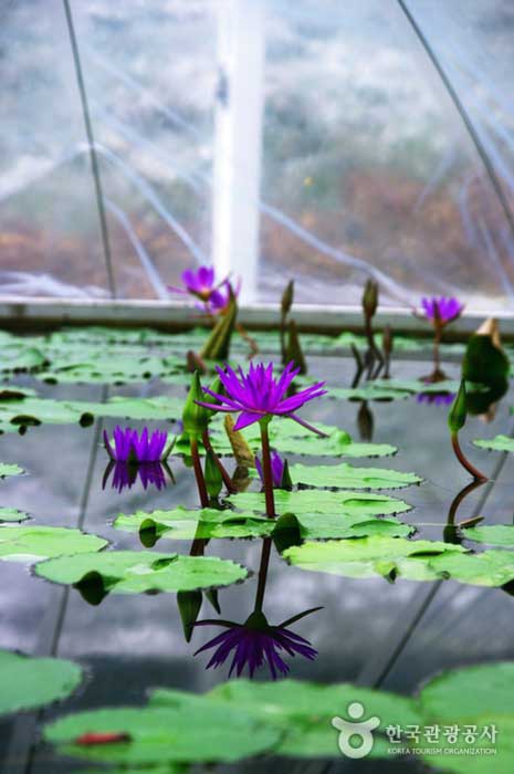 Water Lily at Bear Tree Park Bonsai Garden - Korea Sejong (https://codecorea.github.io)