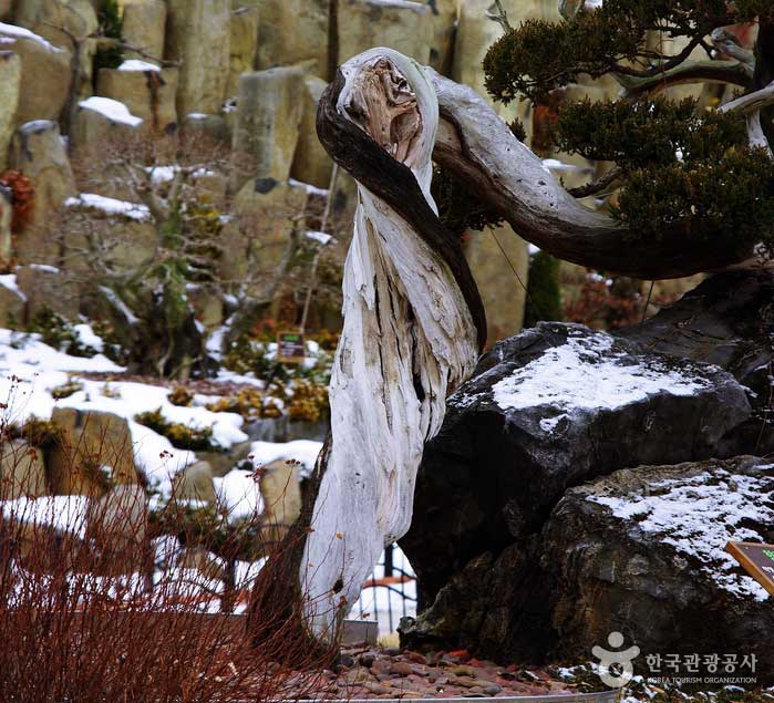 Enebro en Bear Tree Park Songpawon - Sejong de Corea (https://codecorea.github.io)
