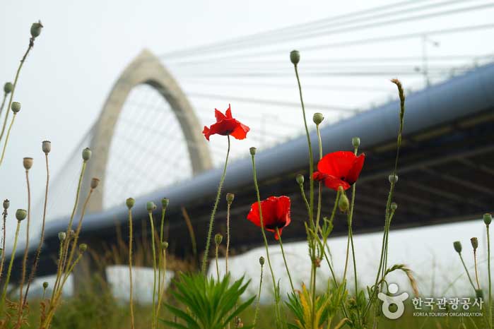 Колония полевого цветка под мостом Хандури - Седжонг, Республика Корея (https://codecorea.github.io)