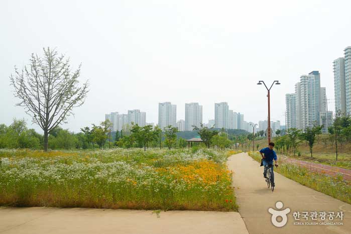 Велосипедная дорожка у цветочного поля - Седжонг, Республика Корея (https://codecorea.github.io)