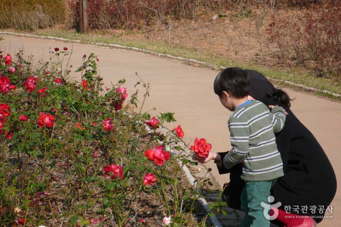 Rose Garden 'Dalloc Garden' - Guro-gu, Seoul, Korea (https://codecorea.github.io)