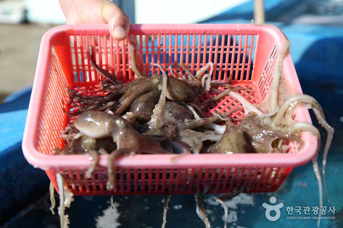 Jjukkumi wurde gerade aus dem Aquarium gebracht - Taean-gun, Chungcheongnam-do, Korea (https://codecorea.github.io)