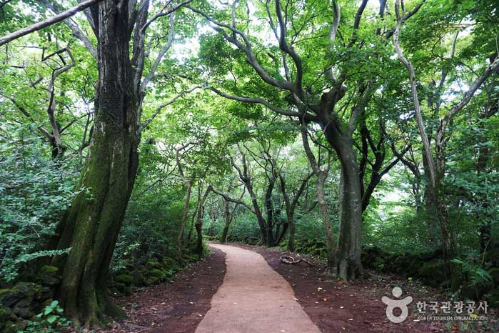 Paseo del parque de piedra de Jeju - Jeju, Corea del Sur (https://codecorea.github.io)