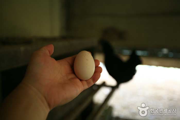 Fünf Eier, die ich am Laichplatz getroffen habe - Nonsan, Chungcheongnam-do, Korea (https://codecorea.github.io)