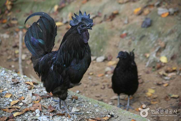 Los gallos de cinco años son aproximadamente un 30% más grandes que las gallinas. - Nonsan, Chungcheongnam-do, Corea (https://codecorea.github.io)