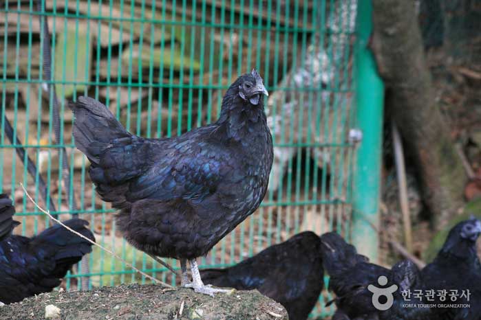 Cinq poules - Nonsan, Chungcheongnam-do, Corée (https://codecorea.github.io)