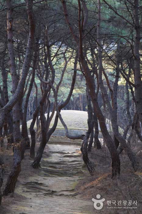 Pine forest path at the entrance of Heungwangwangneung - Gyeongju, Gyeongbuk, Korea (https://codecorea.github.io)