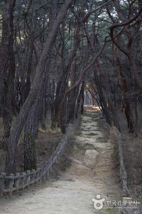 Camino del bosque de pinos a las Tumbas Reales de Jeonggang - Gyeongju, Gyeongbuk, Corea (https://codecorea.github.io)