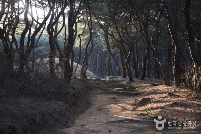 漫步在具有獨特美感的皇家陵墓中 - 韓國慶北慶州市