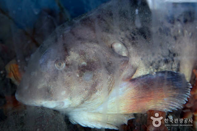 Fresh water catfish in a restaurant aquarium - Geoje-si, Gyeongnam, Korea (https://codecorea.github.io)