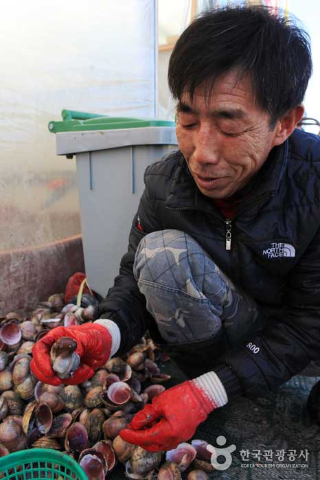 Ein Restaurantbesitzer pflegt eine Herzmuschel - Hongseong-gun, Chungcheongnam-do, Korea (https://codecorea.github.io)