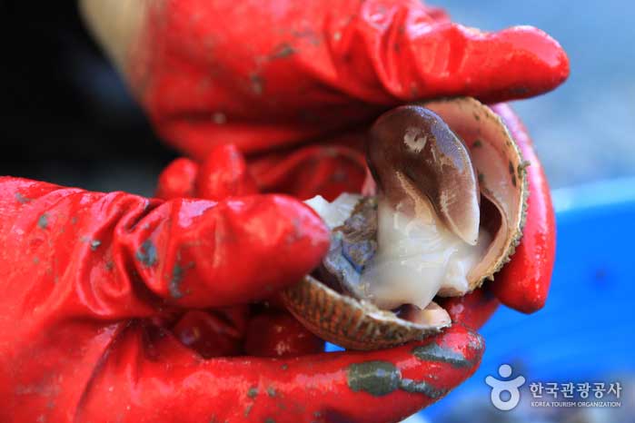 Le «coquillage» qui ressemble au bec d'un oiseau… Délicatesse moelleuse et sucrée de l'hiver - Hongseong-gun, Chungcheongnam-do, Corée