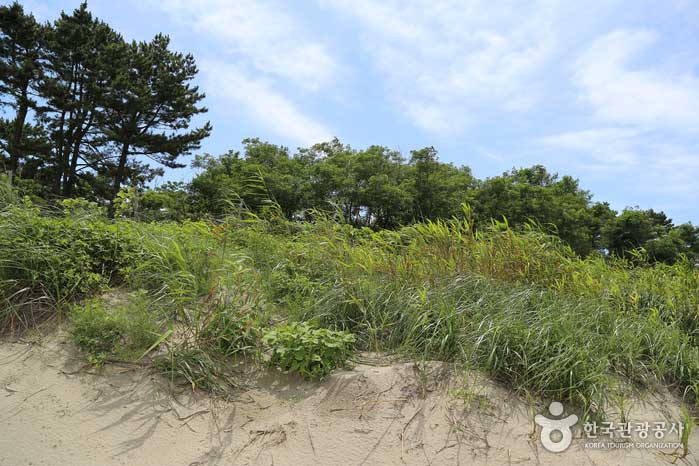 Jangan Beach Прибрежные песчаные дюны - Борён, Чунгнам, Корея (https://codecorea.github.io)