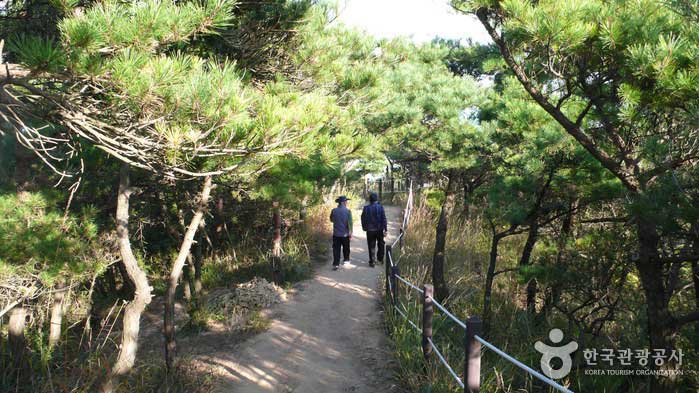 A short pine road - Jung-gu, Incheon, Korea (https://codecorea.github.io)
