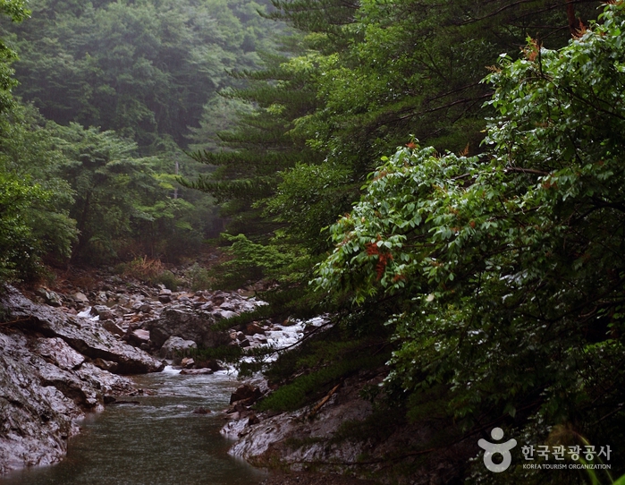 El valle de Gumadong fluye entre bosques de alta montaña. - Bonghwa-gun, Gyeongbuk, Corea del Sur (https://codecorea.github.io)