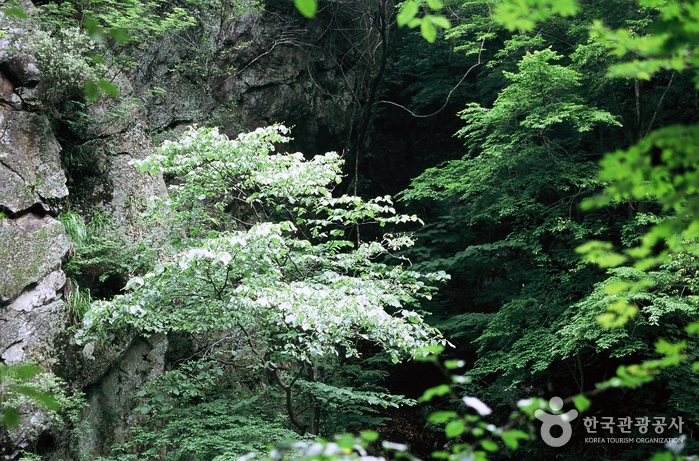 Un acantilado de roca se esconde en el bosque arbolado al lado del valle. - Bonghwa-gun, Gyeongbuk, Corea del Sur (https://codecorea.github.io)