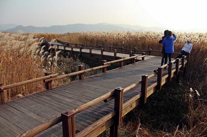 Sinseong-ri Reed Field - Seocheon-gun, Chungcheongnam-do, Korea (https://codecorea.github.io)