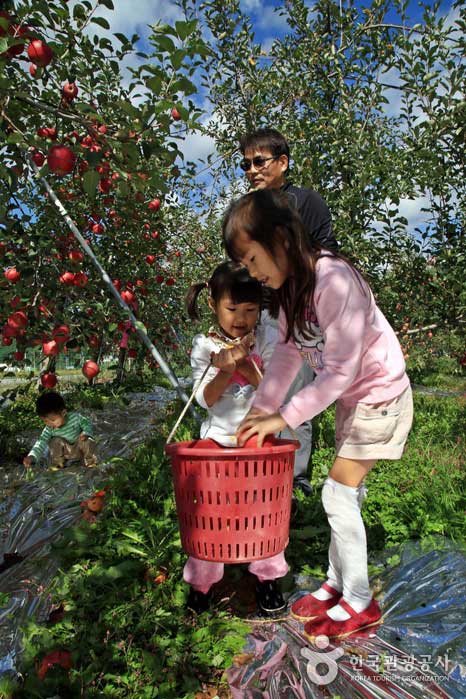 Recoger manzanas es una experiencia divertida para todos.(남성) - Mungyeong, Gyeongbuk, Corea del Sur (https://codecorea.github.io)