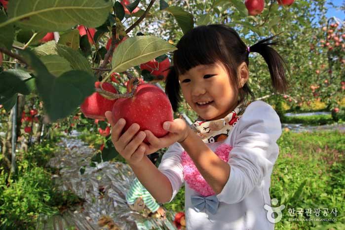 Las manzanas rojas maduras son más hermosas que las gemas - Mungyeong, Gyeongbuk, Corea del Sur (https://codecorea.github.io)