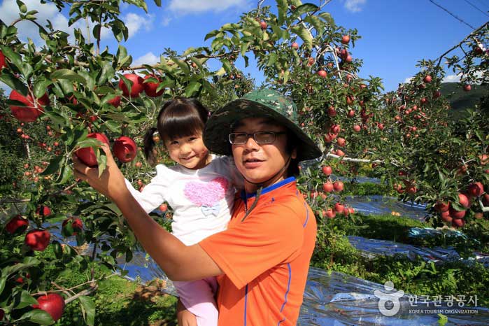 Granjero le dice al niño cómo recoger manzanas - Mungyeong, Gyeongbuk, Corea del Sur (https://codecorea.github.io)