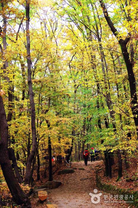 Route forestière d'automne - Seongdong-gu, Séoul, Corée (https://codecorea.github.io)
