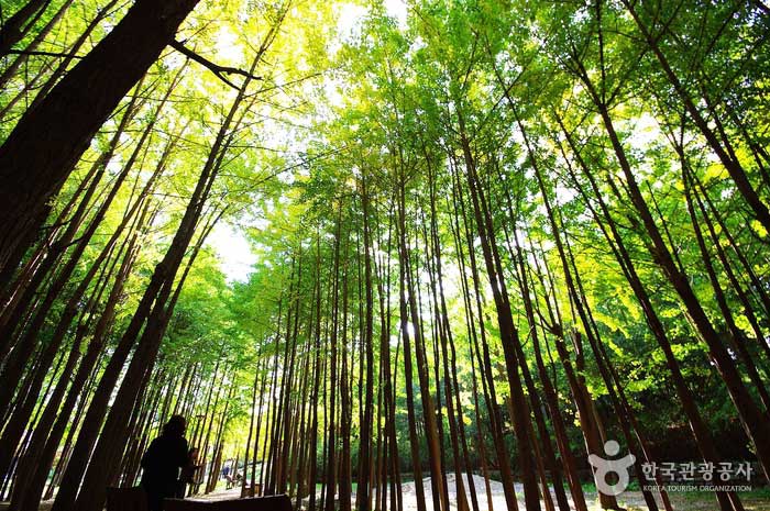 Comunidad de Ginkgo del Bosque de Seúl - Seongdong-gu, Seúl, Corea (https://codecorea.github.io)