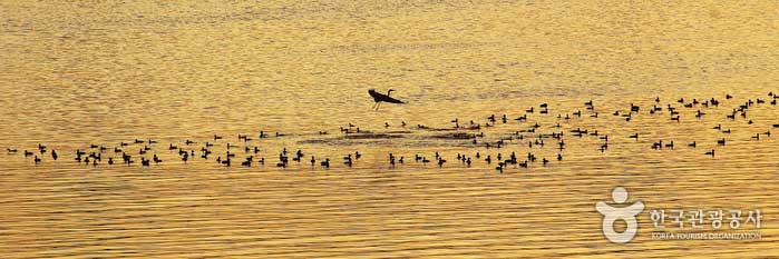 Oiseaux appréciant tranquillement le coucher du soleil de la rivière Han - Seongdong-gu, Séoul, Corée (https://codecorea.github.io)