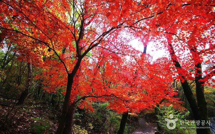 Herbstfarbene dreifarbige Seoul-Landschaft - Seongdong-gu, Seoul, Korea