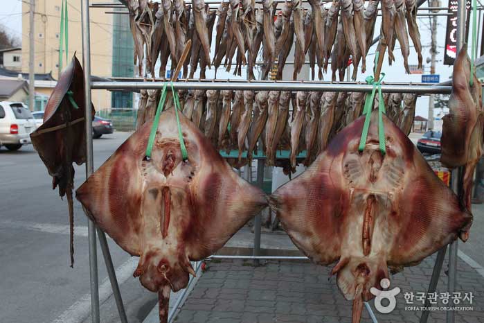 Fisch füllt die Ostküste des Winters - Samcheok-si, Gangwon-do, Korea (https://codecorea.github.io)